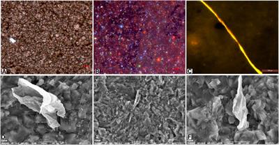 Preservation of molecular fossils in carbonate concretions in cretaceous shales in the songliao basin, northeast China